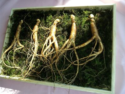 Growing Wild Ginseng Image